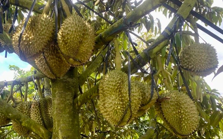 Xuất khẩu rau quả 'nín thở' chờ tăng tốc cuối năm