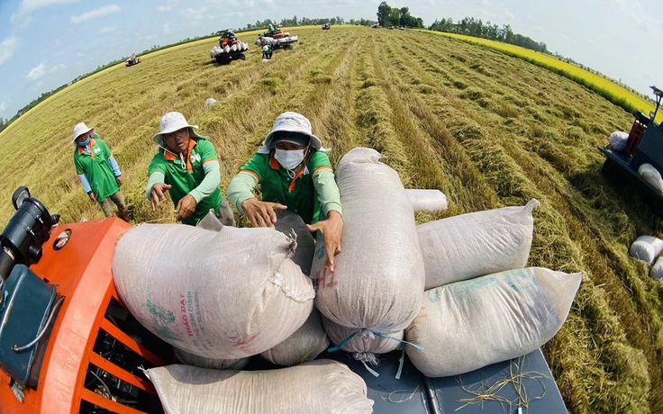 Xuất khẩu gạo Việt tăng kỷ lục