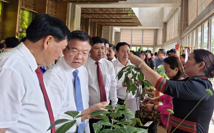 Tập đoàn Trường Hải nghiên cứu, chế biến sâm Ngọc Linh
