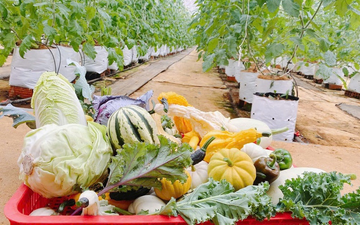 Măng Đen bắt tay doanh nghiệp kiến tạo vùng nguyên liệu xanh