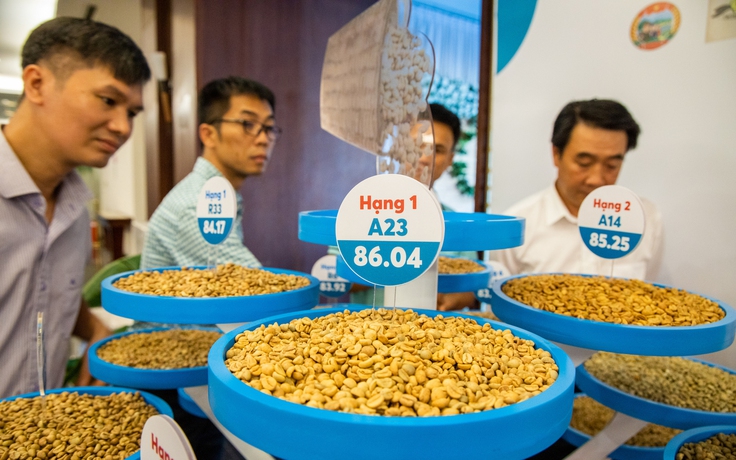 Giá cà phê tăng vùn vụt trước vụ thu hoạch, nông dân phấn khởi
