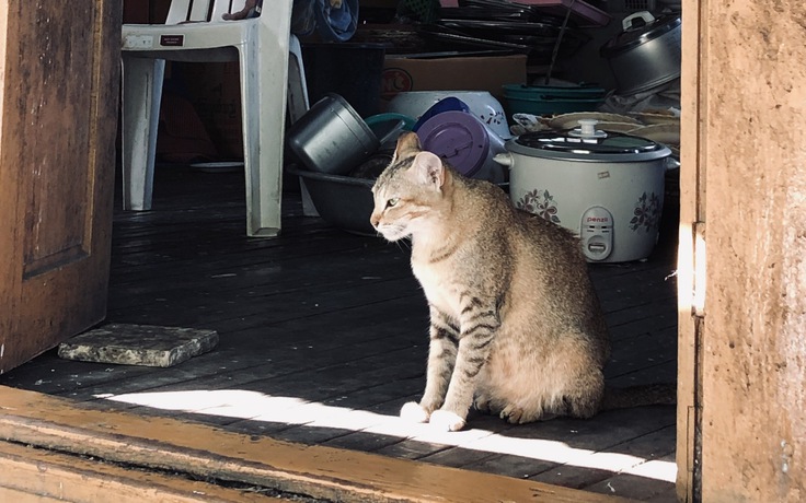 Bệnh dại lây từ mèo