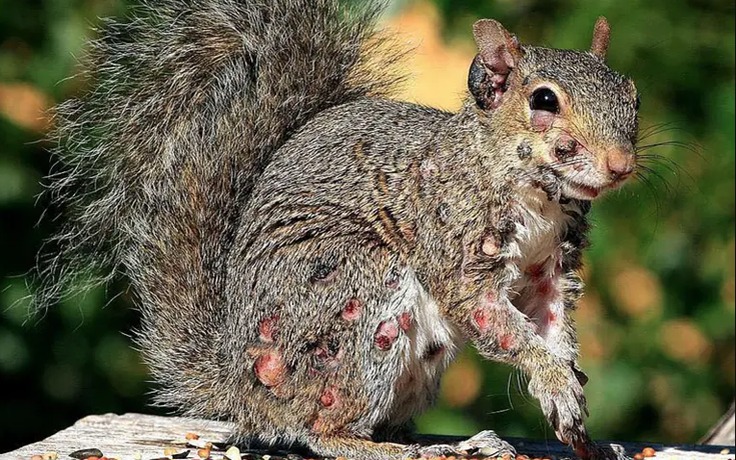 Xuất hiện sóc ‘thây ma’ mọc u nhọt trên thân tại Mỹ?