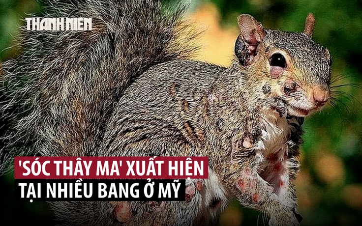 Sóc ‘zombie’ nổi u nhọt kỳ dị xuất hiện tại Mỹ