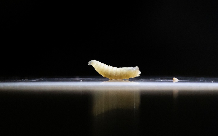 Mỹ lần đầu có người nhiễm 'giòi ăn thịt'?