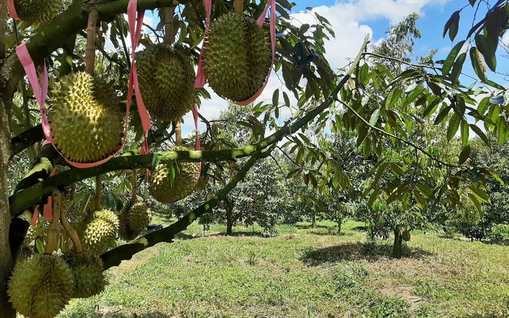 Cổ phiếu Hoàng Anh Gia Lai tăng vọt, con trai bầu Đức chi tiền tỉ gom vào