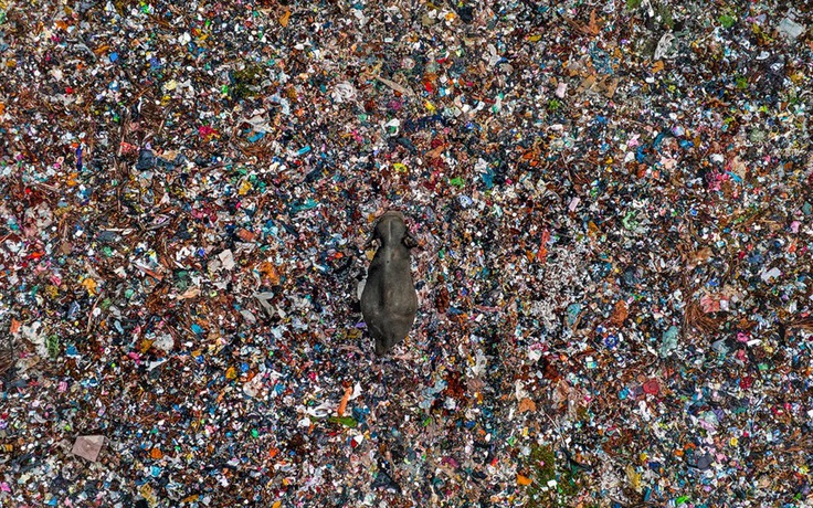 Ngắm những bức ảnh động vật hoang dã ấn tượng từ cuộc thi nhiếp ảnh thế giới