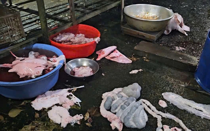 TP.HCM: Lò mổ heo lậu bị công an bắt vẫn ngang nhiên hoạt động giữa ban ngày