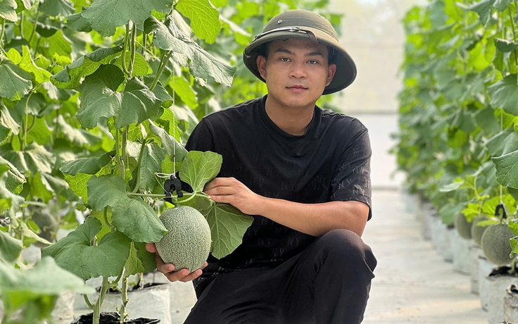 Trồng dưa lưới công nghệ cao thu nhập hàng trăm triệu đồng/năm
