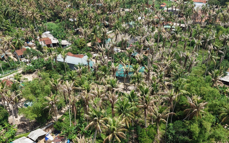 Sâu đầu đen tàn phá, dừa chết hàng loạt khiến người dân lo lắng
