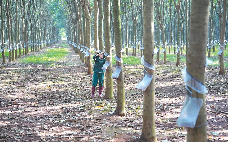 Tổng công ty Cao su Đồng Nai: Bứt phá từ nền tảng vững chắc