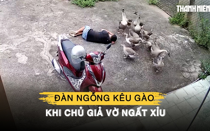 Chuyện lạ Đồng Nai: Đàn ngỗng nghe lời răm rắp, kêu gào khi chủ giả vờ ngất xỉu