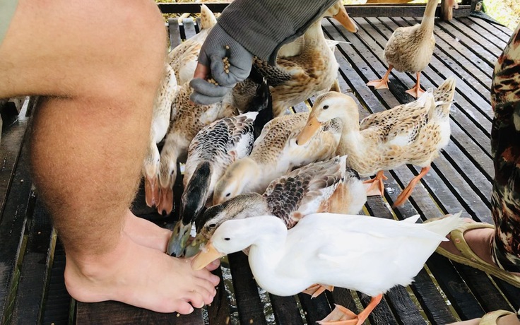 Độc đáo 'massage vịt' ở xứ cồn miền Tây