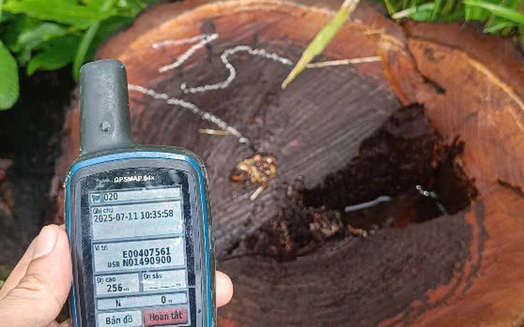 Phá rừng biên giới tại Gia Lai, gần đồn biên phòng