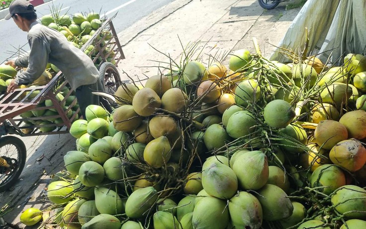Dừa 'sốt' giá, nhiều nơi chặt bỏ cam sành, mít Thái để trồng dừa