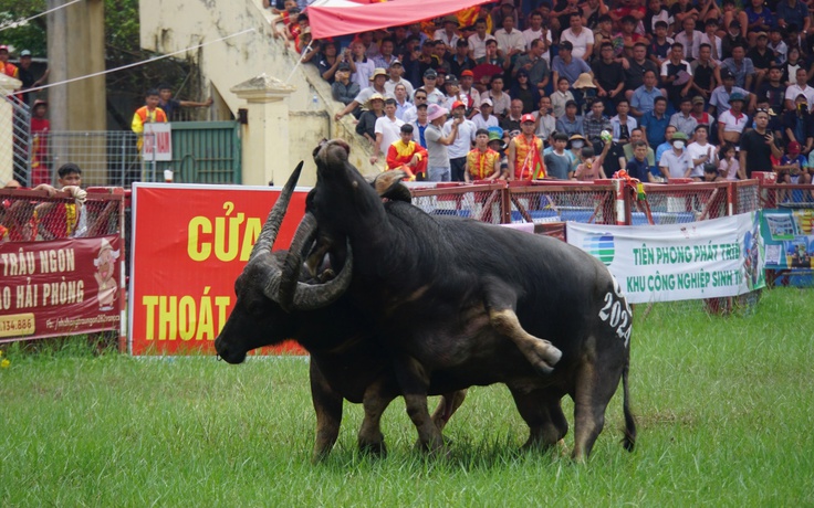 Lễ hội chọi trâu Đồ Sơn 2025 sẽ không bán vé