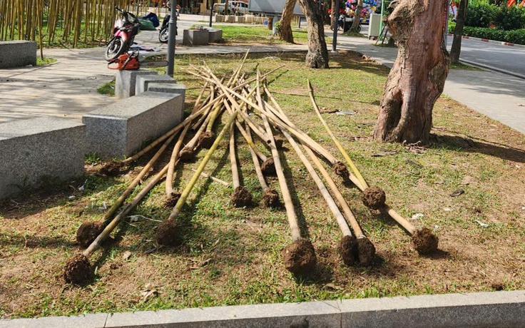 Hà Nội nhổ bỏ hàng loạt cây trúc 'chết đứng' bên hồ Trúc Bạch