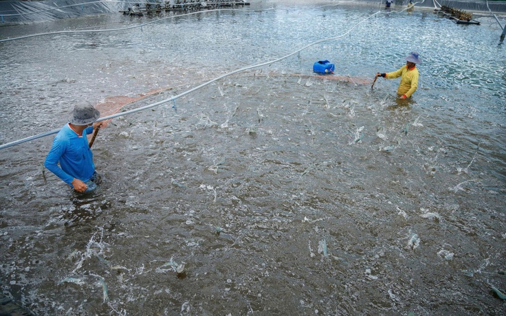 Cà Mau siết chặt truy xuất nguồn gốc, nâng chuẩn thủy sản xuất khẩu