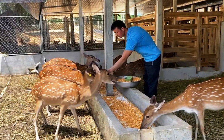 Về 'thủ phủ' nuôi hươu sao: Những tỉ phú trẻ