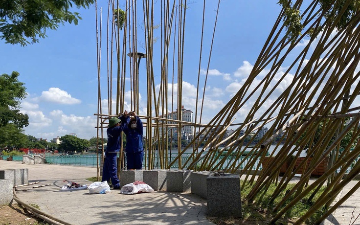 Vụ nhiều cây trúc 'chết đứng' ở Hà Nội: Đánh giá việc trồng trúc có phù hợp