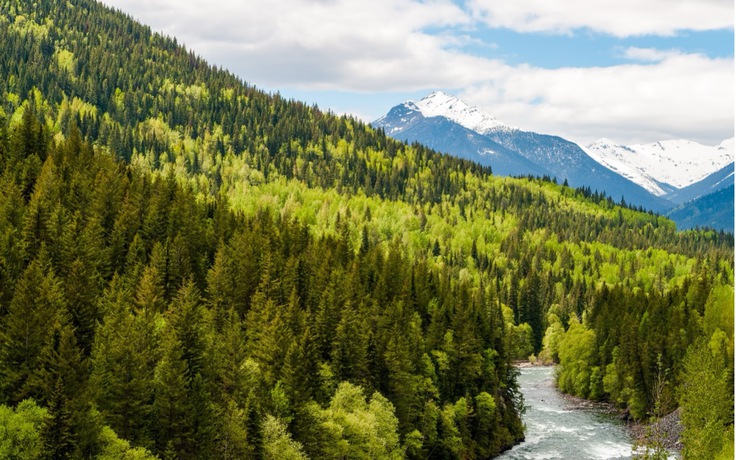 Gỗ Canada mở ra tiềm năng mới cho các nhà sản xuất Việt Nam