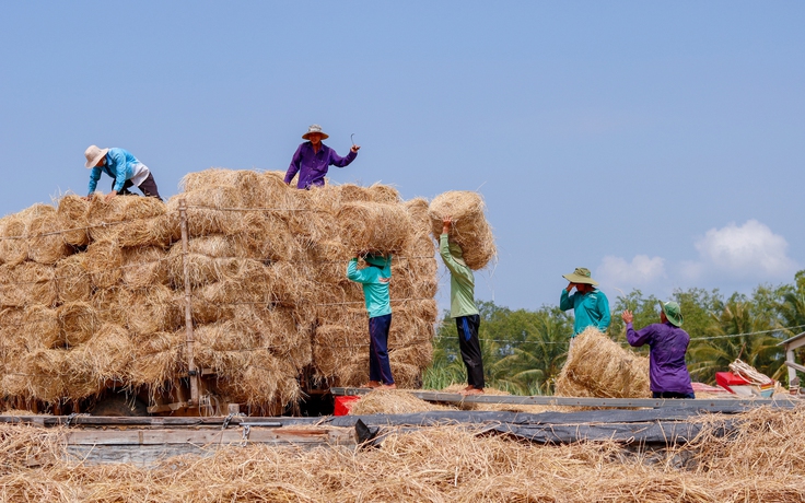 Chợ rơm Ba Lai độc nhất miền Tây: Nơi rơm rạ sau mùa gặt hóa 'vàng'