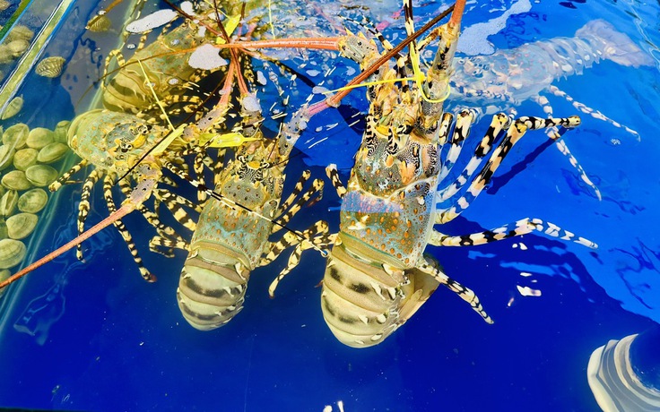 Tăng 200%, tôm hùm xuất khẩu lần đầu vượt mốc nửa tỉ USD