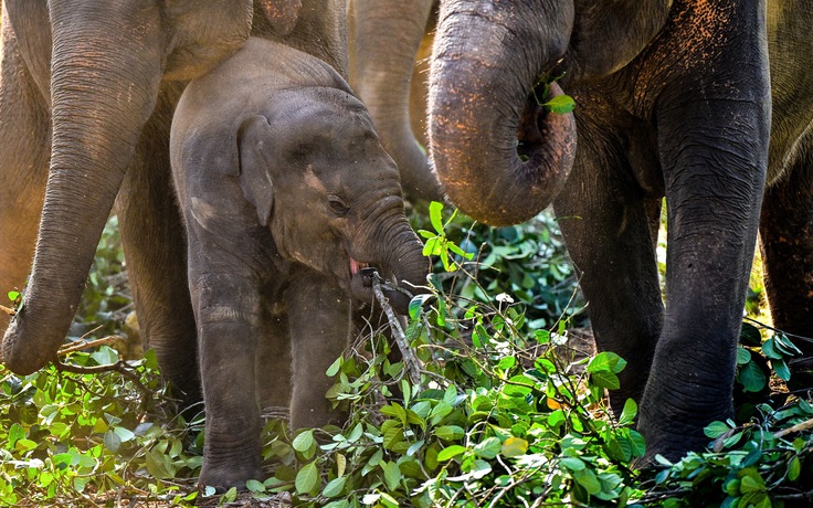 Sri Lanka phạt nặng người giữ voi trong vụ án buôn bán voi trái phép