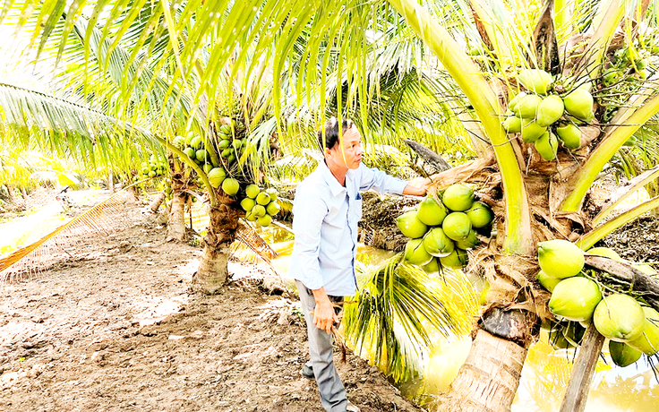 Đưa dừa thành ngành công nghiệp tỉ USD