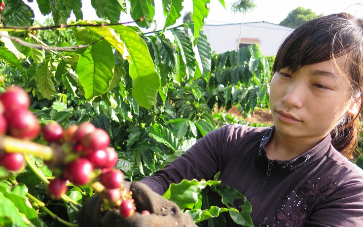 Giá cà phê biến động mạnh, tuần này có giảm tiếp?