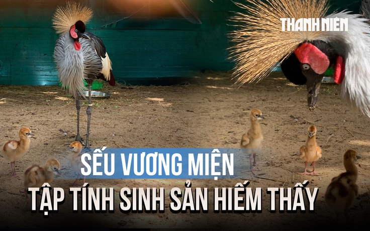 Thảo Cầm Viên lần đầu đón tin vui, sếu vương miện sinh sản thành công