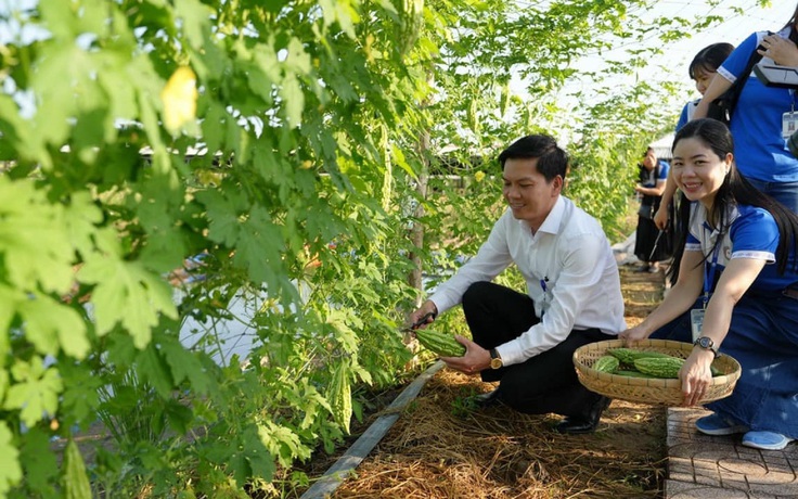 Bất ngờ với vườn rau sạch tự cung, thầy cô và sinh viên cùng chăm sóc