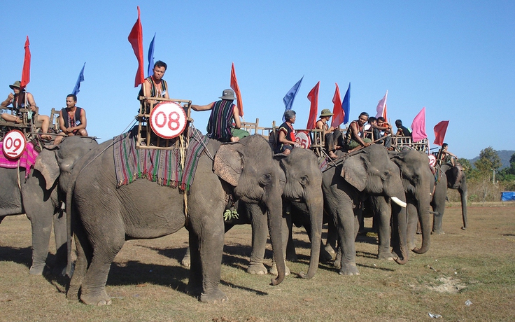 Cấp thiết bảo tồn voi: Buôn làng vắng bóng voi
