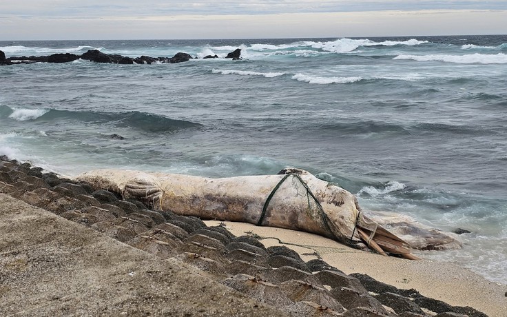 Xác cá voi dài 10 m trôi dạt vào bờ biển Lý Sơn