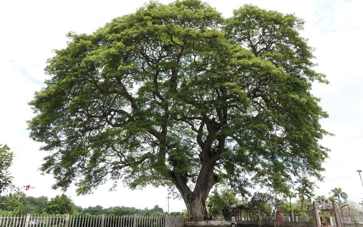 Những 'báu vật xanh' hàng trăm năm tuổi ở Cần Thơ