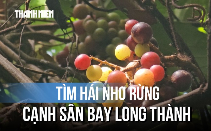 Gian nan hái nho rừng cạnh sân bay Long Thành, ngày bỏ túi tiền triệu
