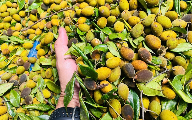 Thung sâu mùa xoay chín