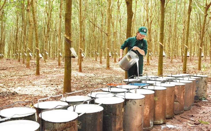 VRG đáp ứng EUDR, tiên phong chứng nhận cao su phát thải thấp