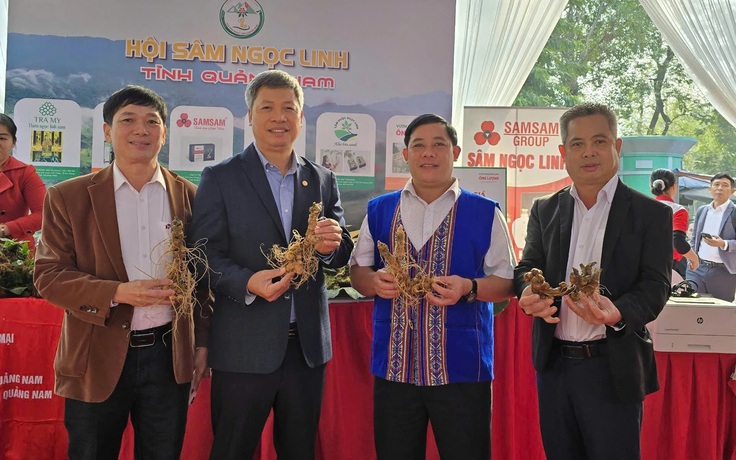 'Cởi trói' cho sâm Việt: Rừng đã mở nhưng còn nhiều khó khăn