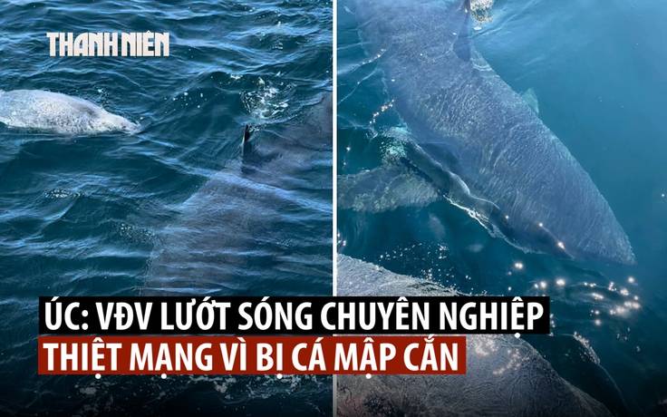 Cá mập cắn chết người lướt sóng ở bãi biển Úc