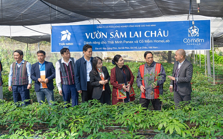 'Cởi trói' cho sâm Việt: Điểm yếu chí tử cản trở phát triển