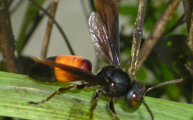 Ong vò vẽ tấn công hai mẹ con, mẹ tử vong, con nguy kịch