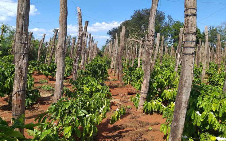 Chính thức đề xuất phương án gỡ vướng chuyện tiền sử dụng đất quá cao