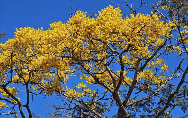 Phượng vàng rực rỡ đầu năm ở Bảo Lộc: 'Sứ giả mùa xuân' trên cao nguyên
