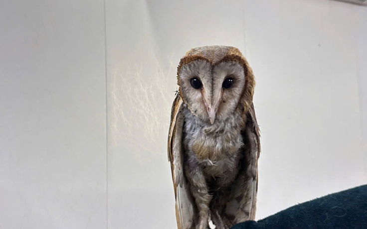 Chim cú lợn bị đá ra bãi rác được cộng đồng yêu thương: Đã cất cánh bay