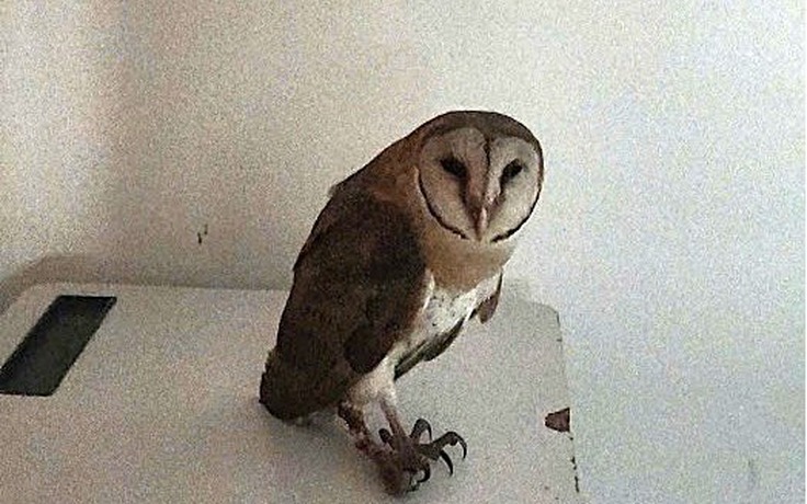 Chim cú lợn mắc lưới được giải cứu: 'Chúc bé sớm lành vết thương'