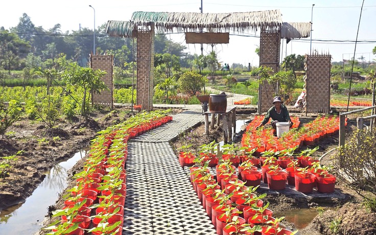 Vườn hoa xuân ở TP.HCM chuẩn bị bung nở, hứa hẹn điểm check-in hot Tết 2026