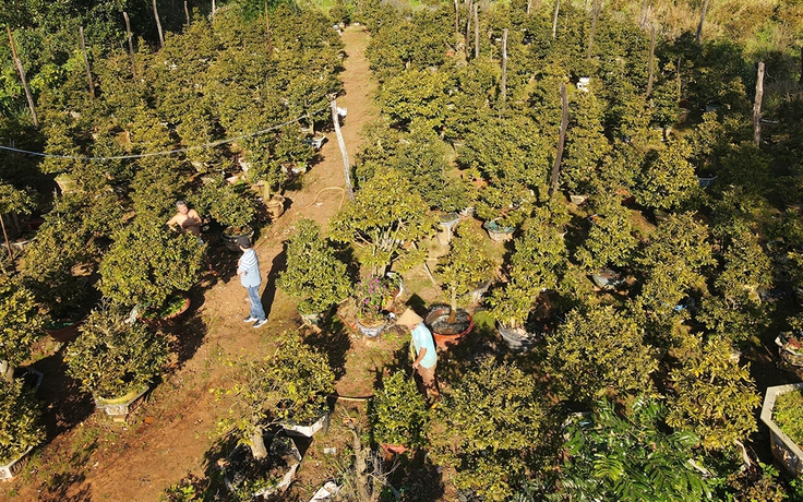 Làng mai tết: Kẻ khóc người cười