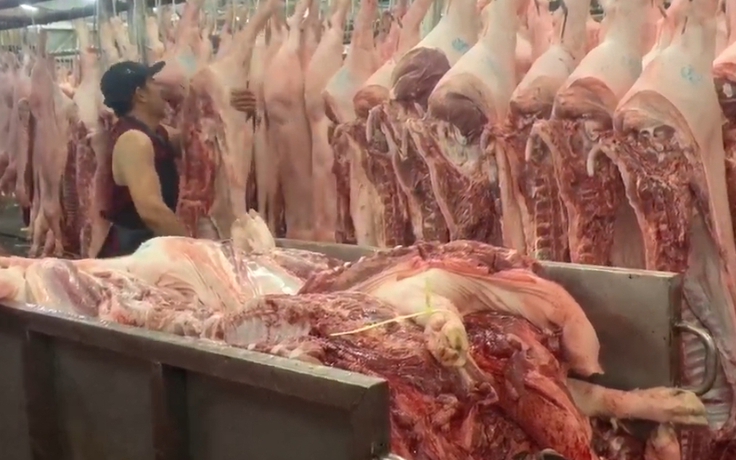 Giá heo hơi hôm nay 12.1.2026: Chạm ngưỡng 75.000 đồng/kg