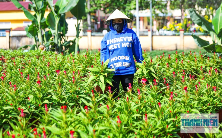 Làng hoa Gia Kiệm rộn ràng vụ tết: 3 thế hệ chăm hoa đón xuân